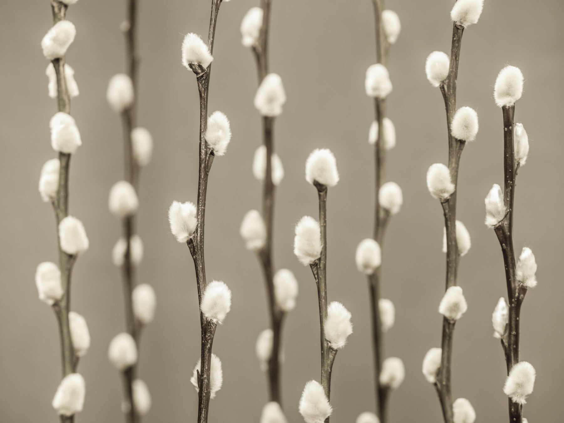 Pussy Willow Wall Mural