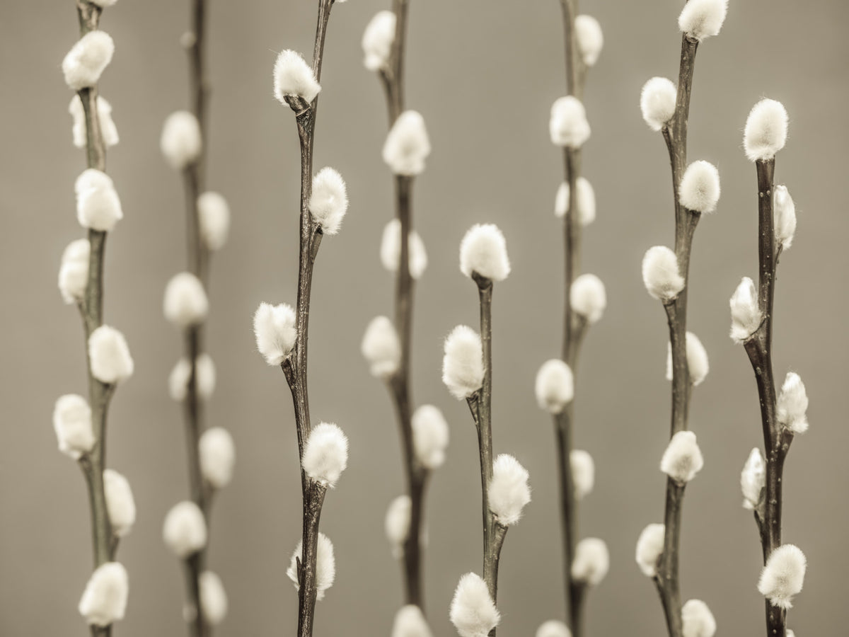 Pussy Willow Wall Mural in your room
