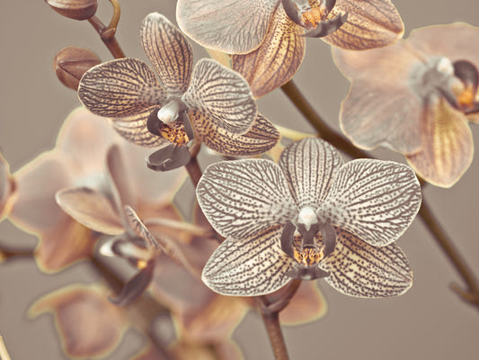 Orchid Whisper Wall Mural