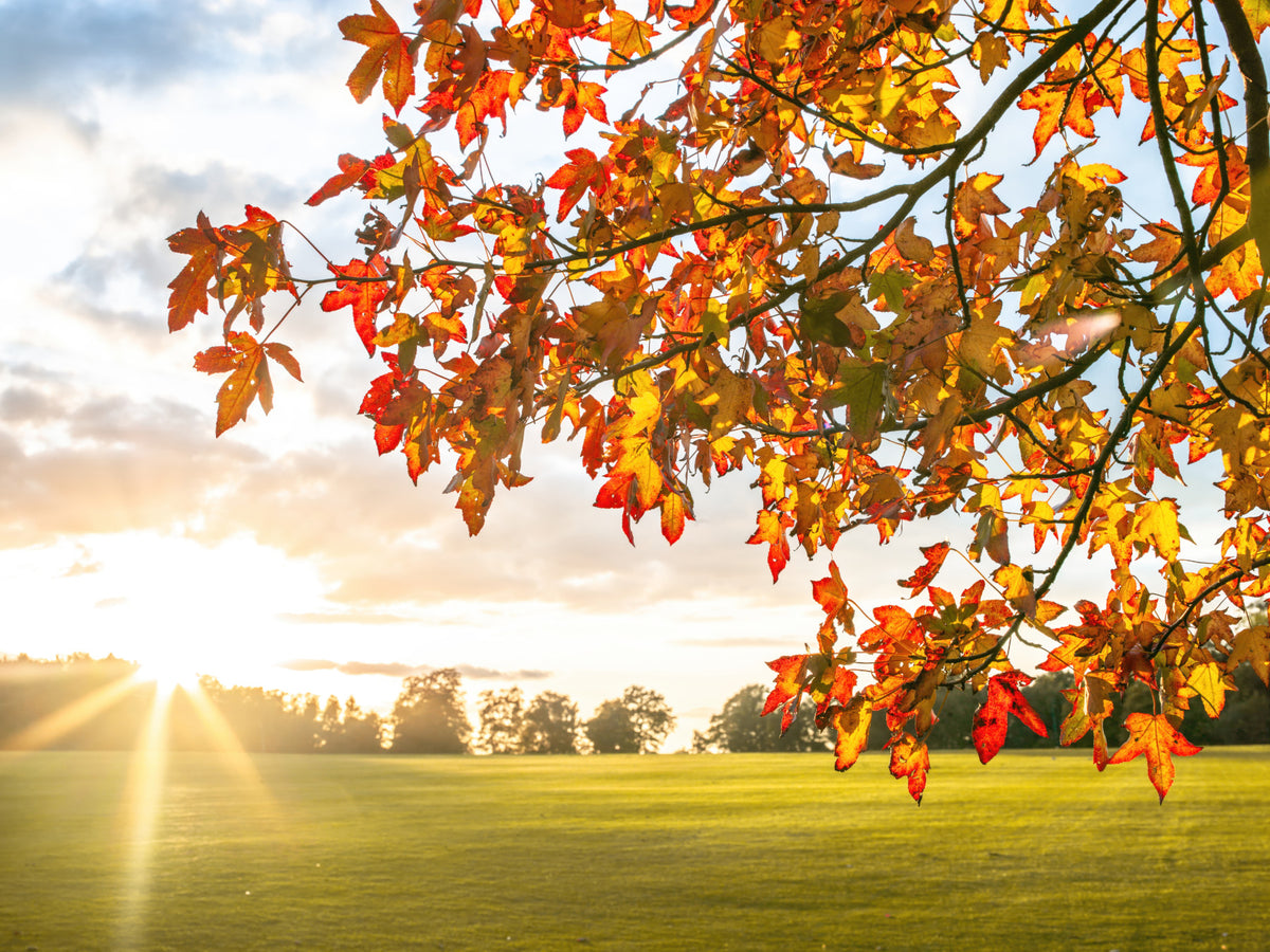 Autumn's Golden Symphony Wall Mural in your room — zoomed
