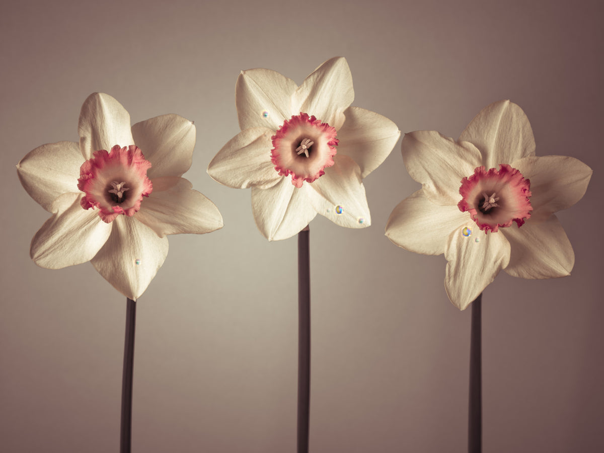 Dazzling Daffodils Wall Mural in your room — zoomed