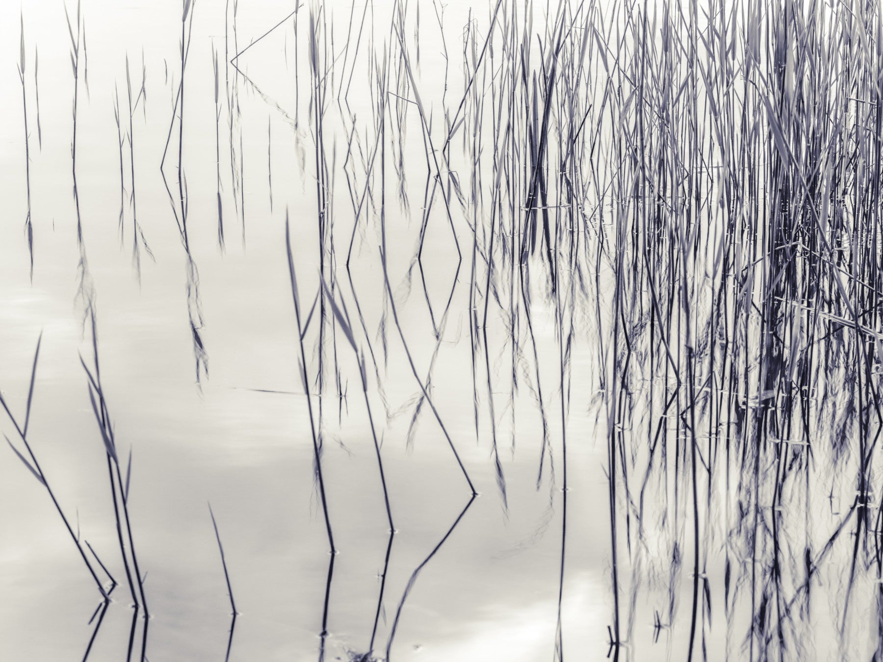 Grassy Reflections Wall Mural