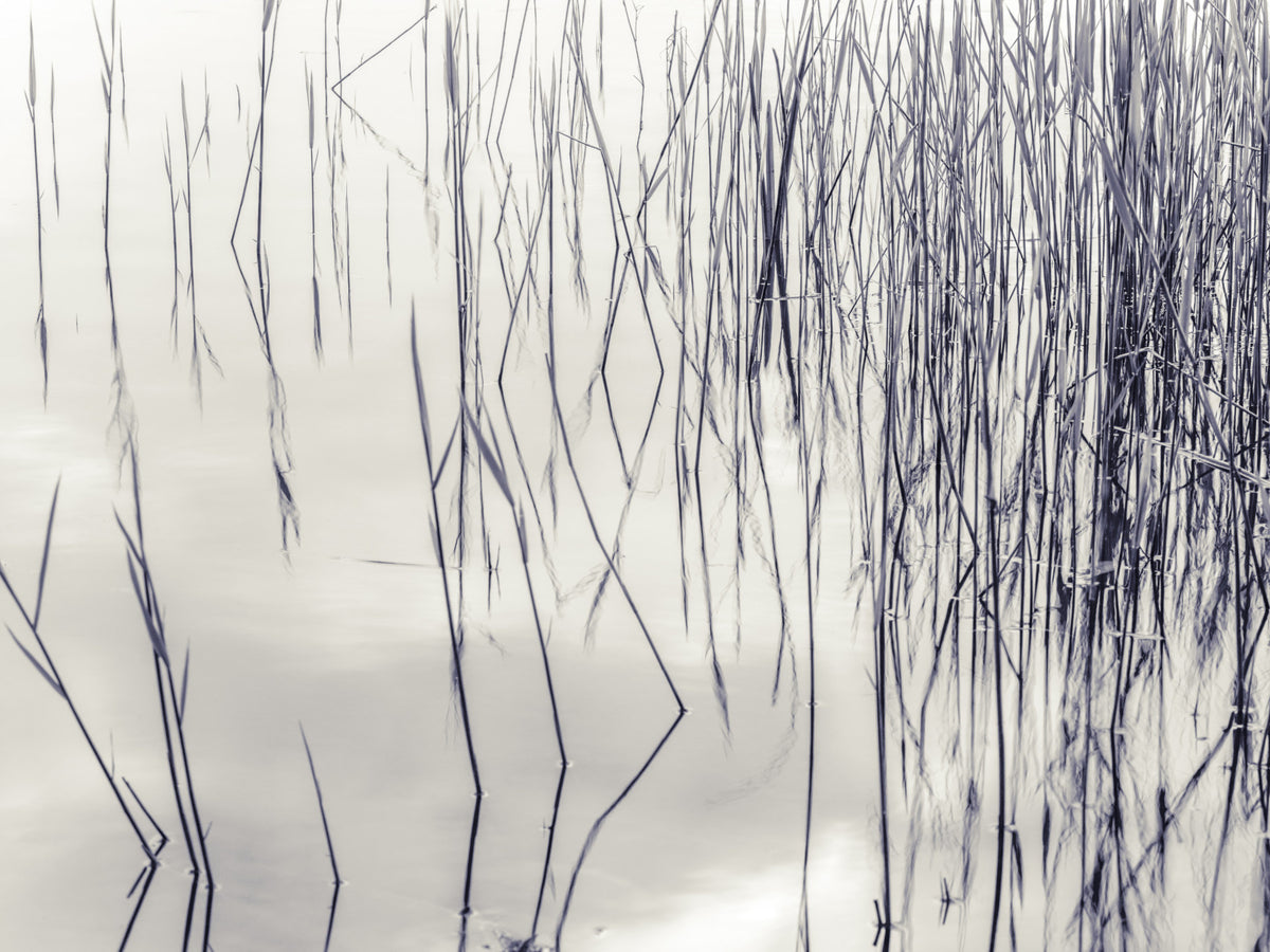 Grassy Reflections Wall Mural in your room