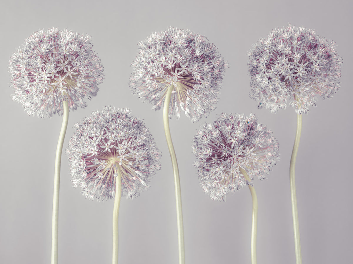 Allium Dreams Wall Mural in your room