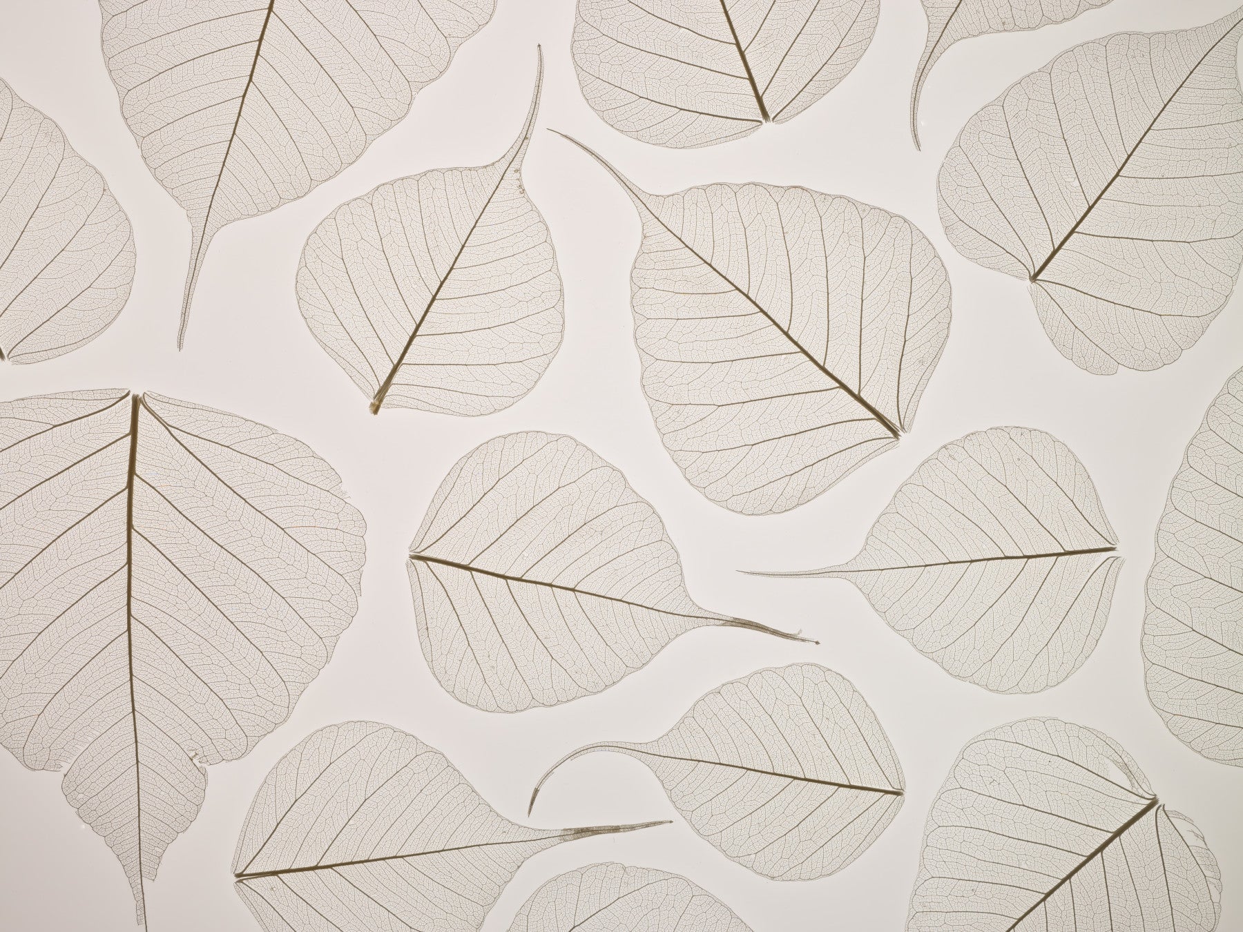Skeletal Leaves Wall Mural
