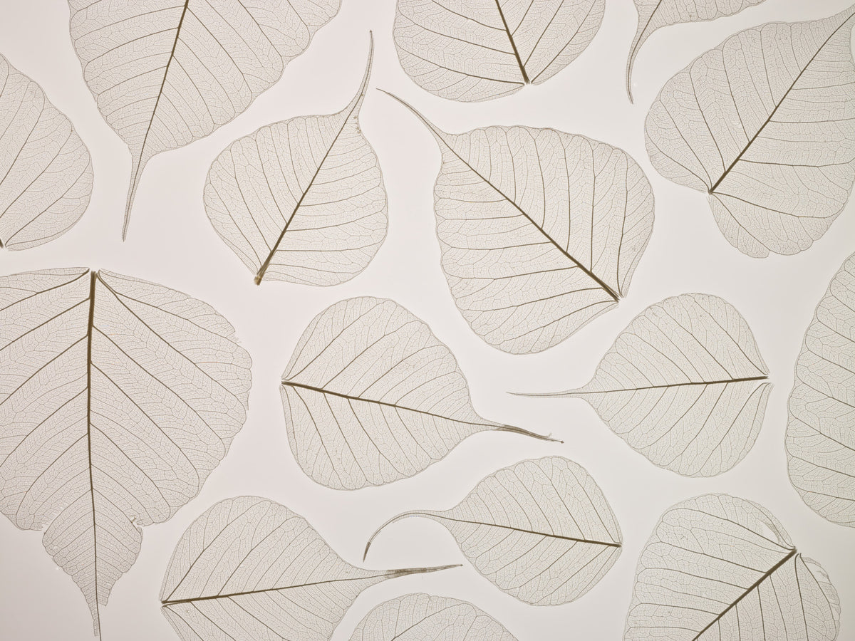 Skeletal Leaves Wall Mural in your room — zoomed