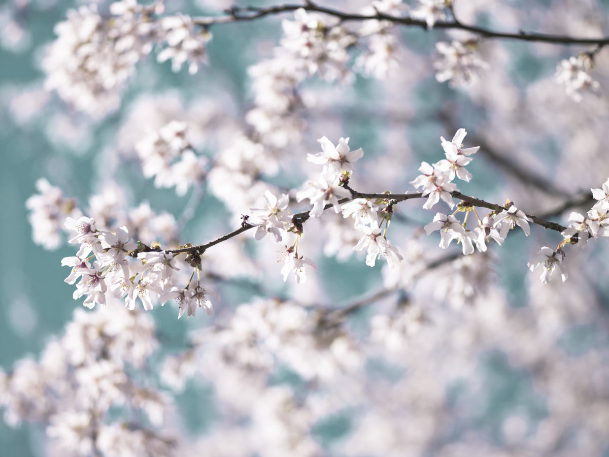 Cherry Bloom Serenity Wall Mural in your room