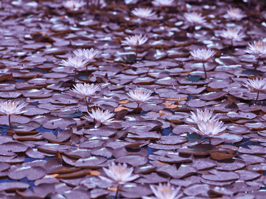 Lilac Lotus Pond Wall Mural