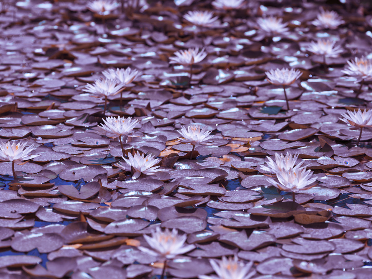 Lilac Lotus Pond Wall Mural in your room