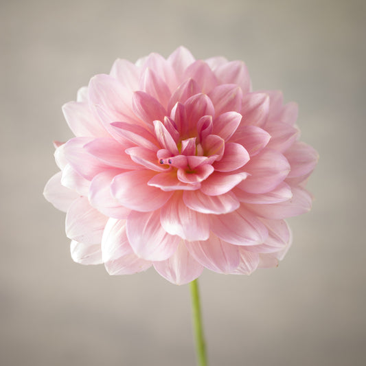 Pink Dahlia Wall Mural