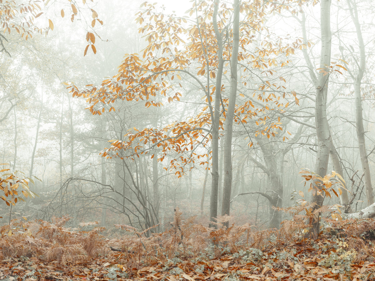Misty Autumn Morning Wall Mural in your room
