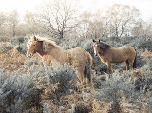 Graceful Grazers Wall Mural