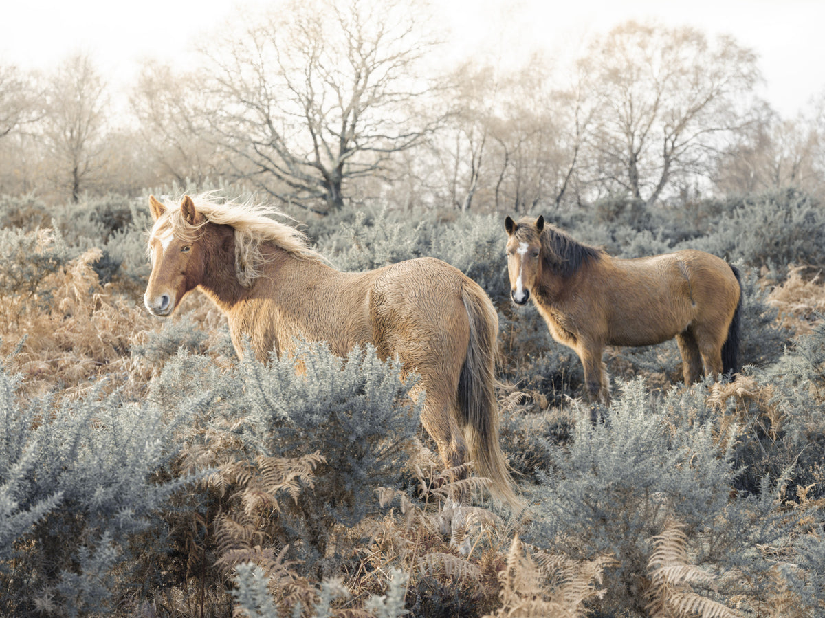 Graceful Grazers Wall Mural in your room — zoomed