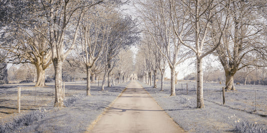 Nature's Corridor Wall Mural
