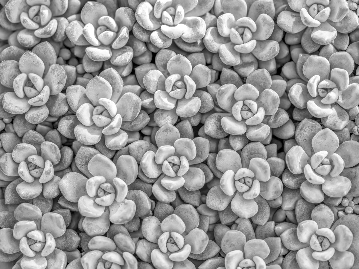 Grayscale Succulent Array Wall Mural in your room — zoomed