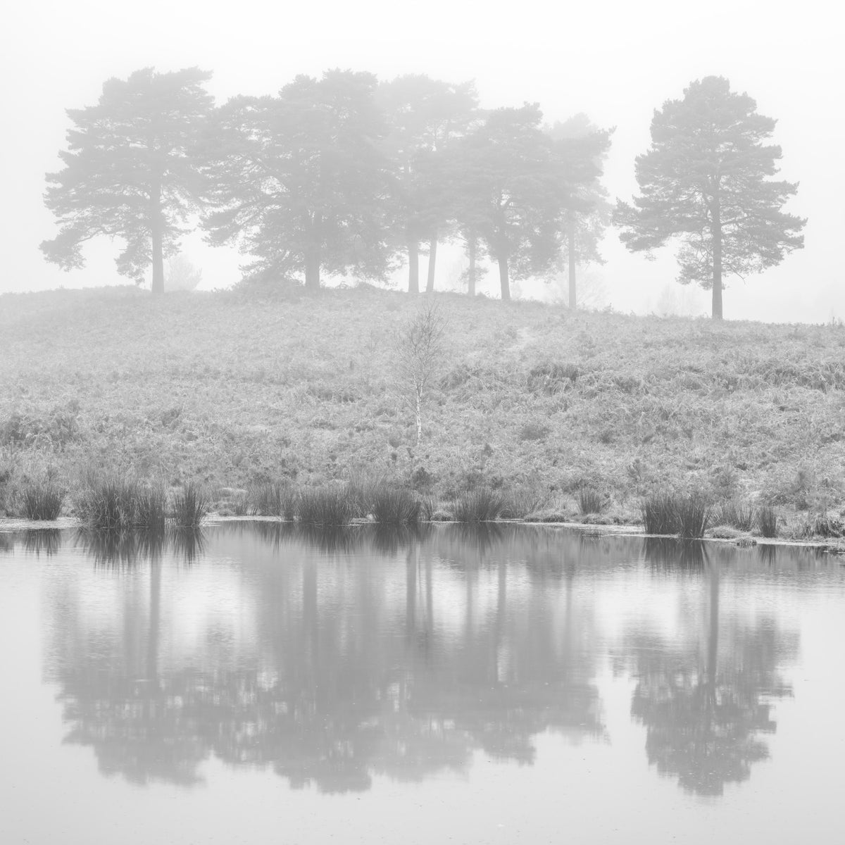 Mystical Reflections Wall Mural in your room