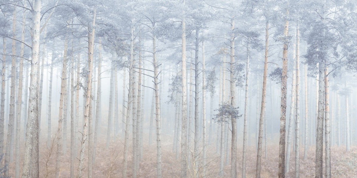 Pine Forest Serenity Wall Mural in your room — zoomed