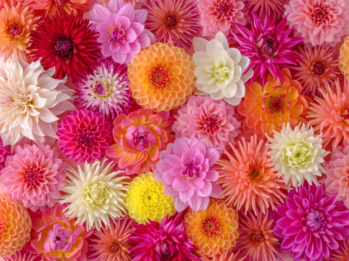 Blossom Medley Wall Mural in your room