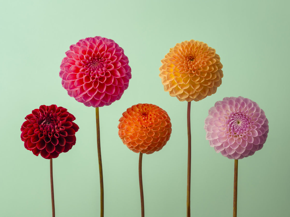 Vibrant Dahlias Wall Mural in your room — zoomed