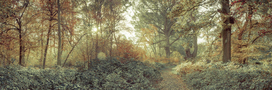 Forest Glow Wall Mural