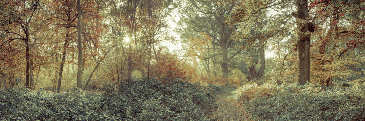 Forest Glow Wall Mural in your room — zoomed
