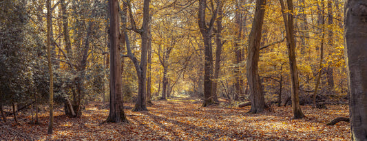 Golden Forest Scene Wall Mural