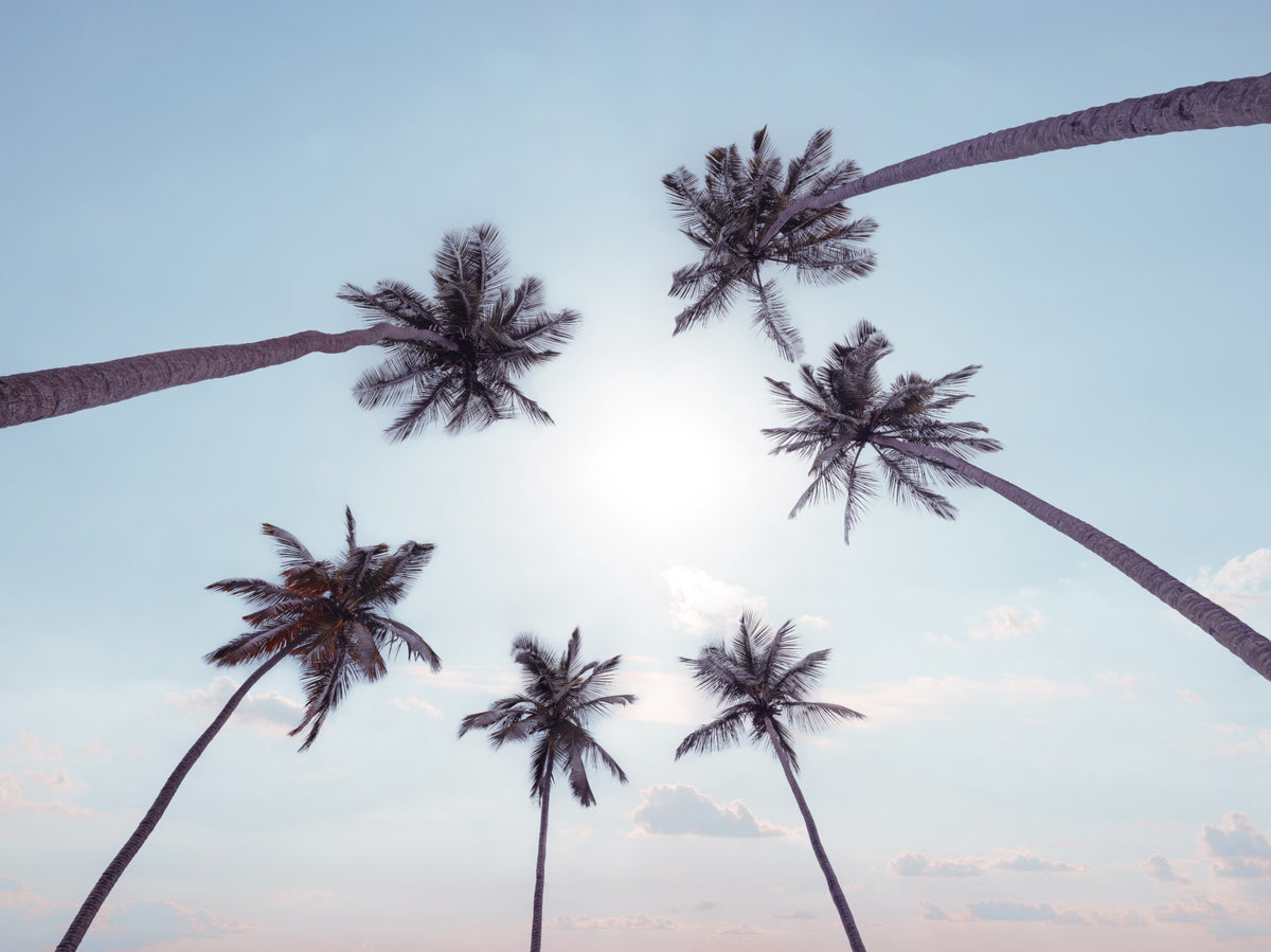 Tropical Palms Sky View Wall Mural in your room