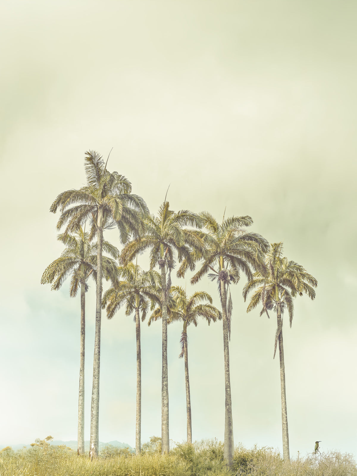 Breezy Palms Wall Mural in your room