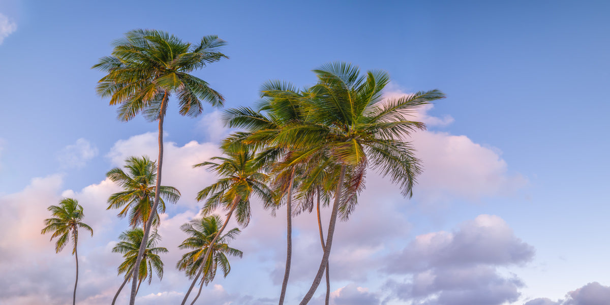 Tropical Palms Evening Wall Mural in your room