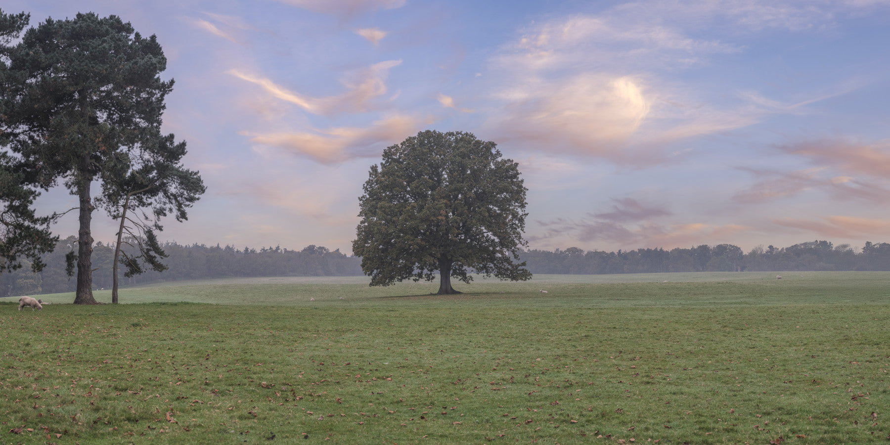 Tranquil Sunrise Field Wall Mural