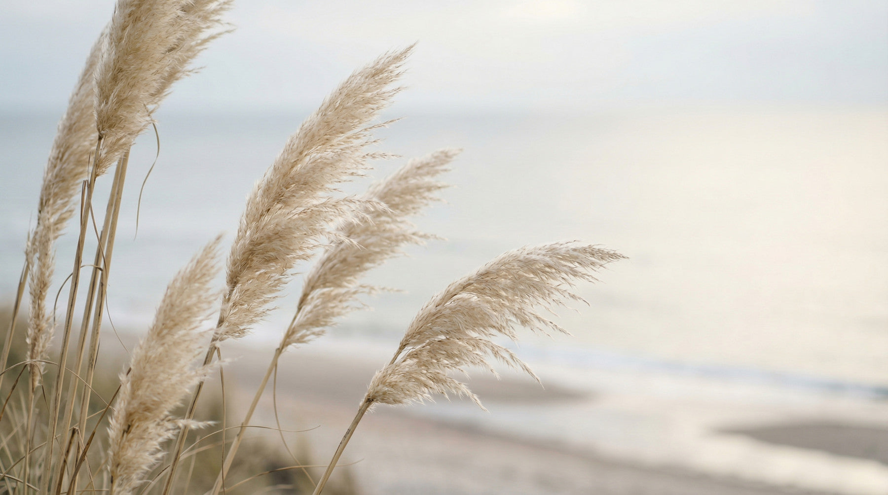 Whispers of Pampas Shore Wall Mural