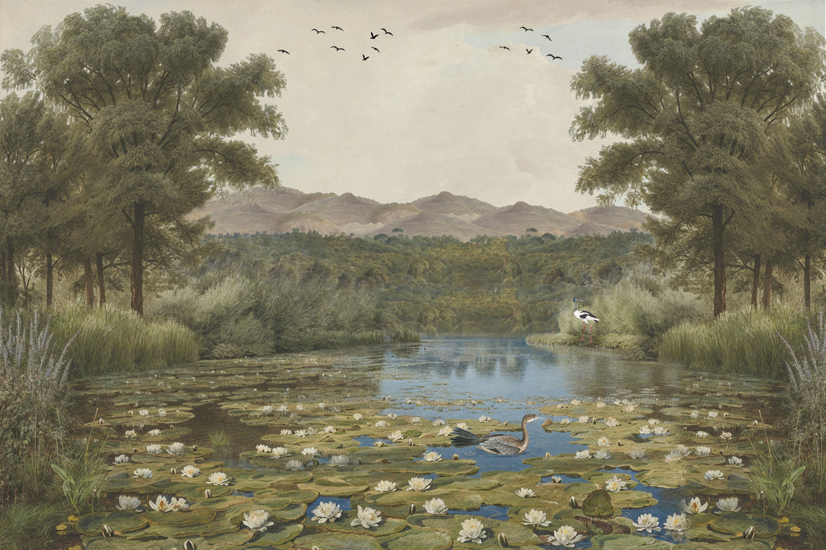 Lily Pond Serenity Wall Mural in your room