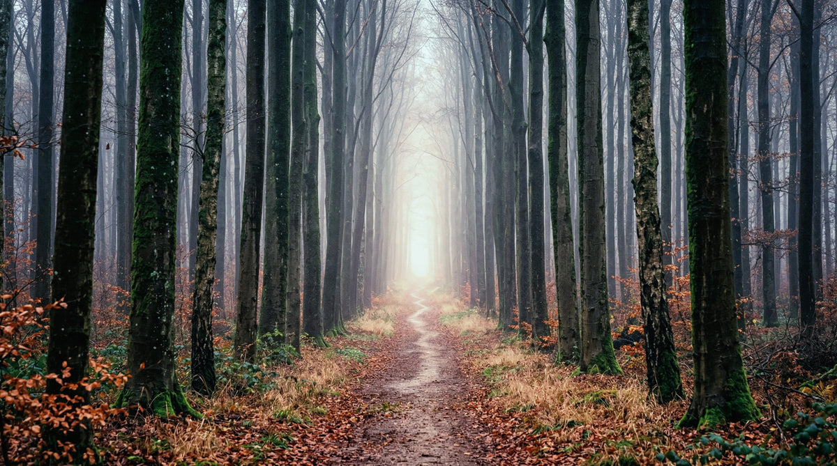Misty Forest Serenity Wall Mural in your room — zoomed