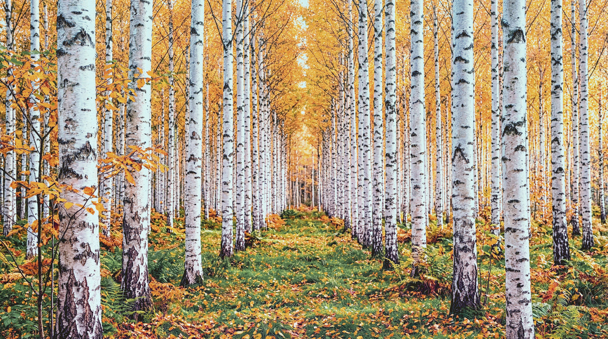 Golden Birch Forest Path Wall Mural in your room