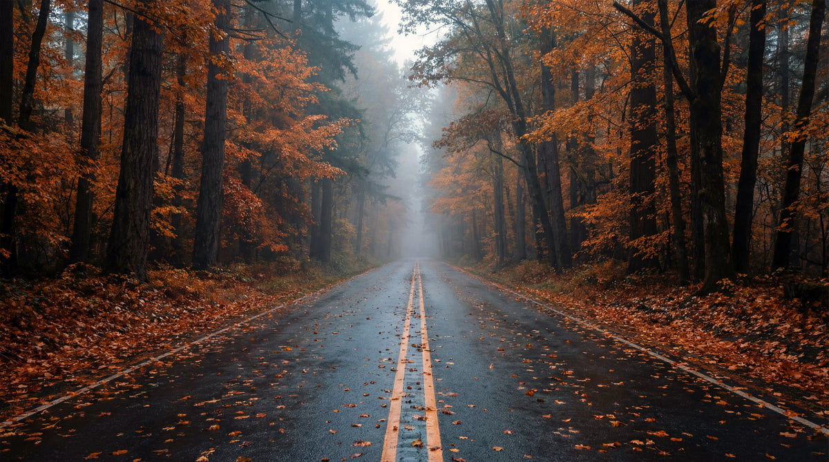 Misty Autumn Forest Road Wall Mural in your room — zoomed