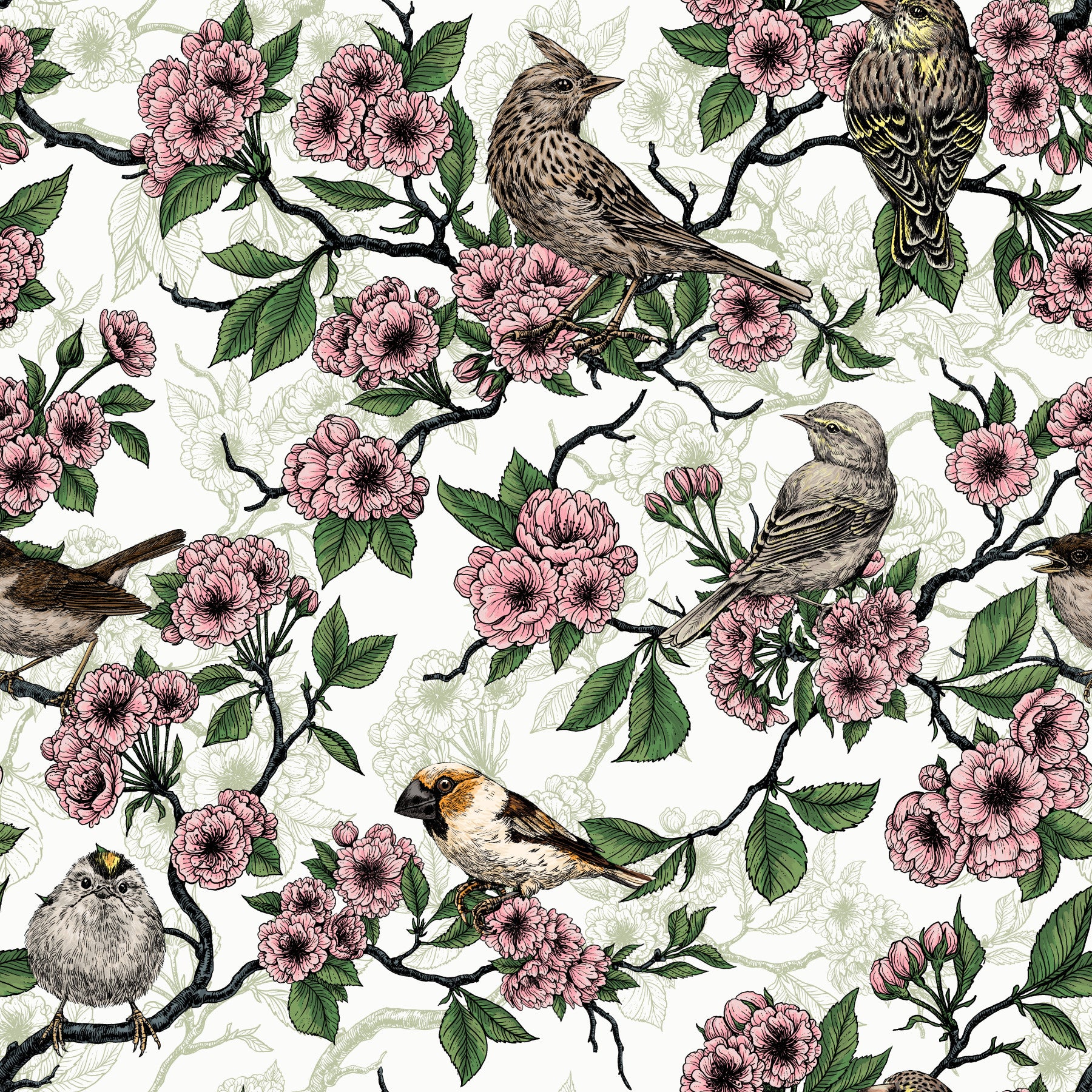 Birds and cherry blossom on white Wallpaper⁠