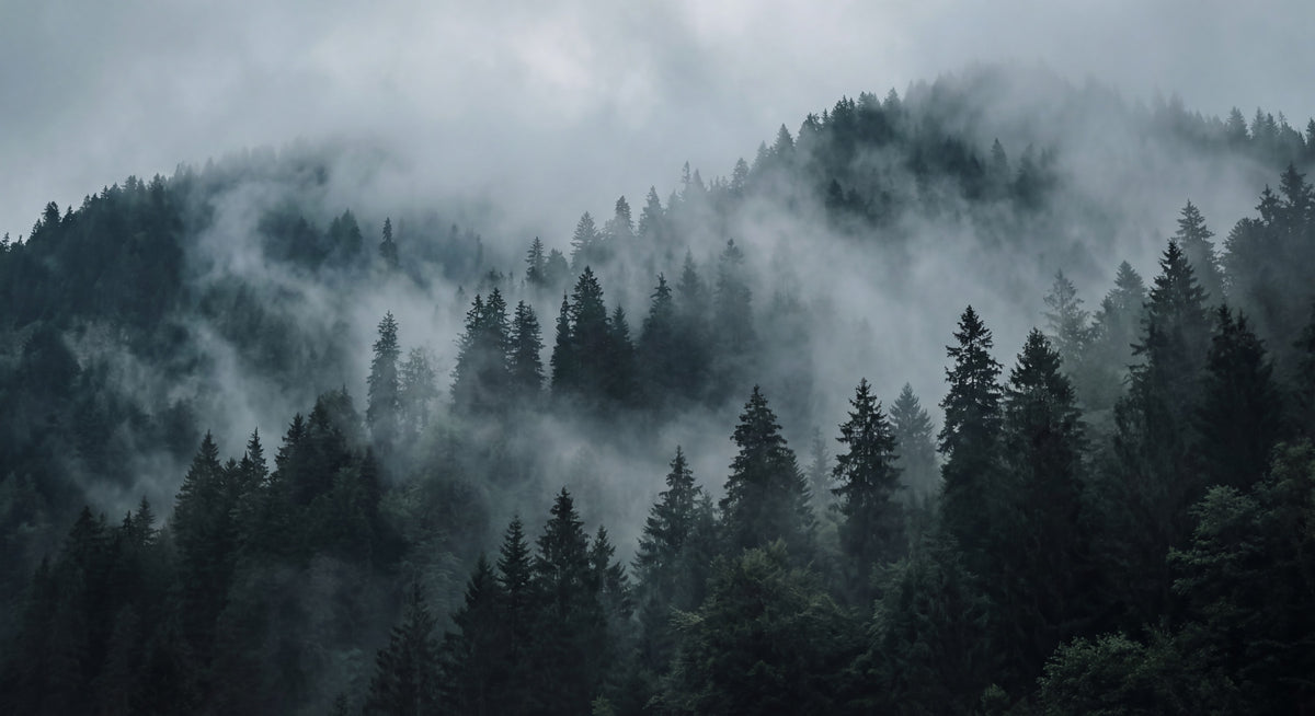 Misty Forest Ascent Wall Mural in your room