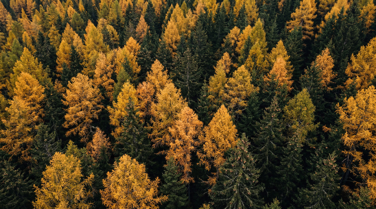 Autumnal Woods Symphony Wall Mural in your room