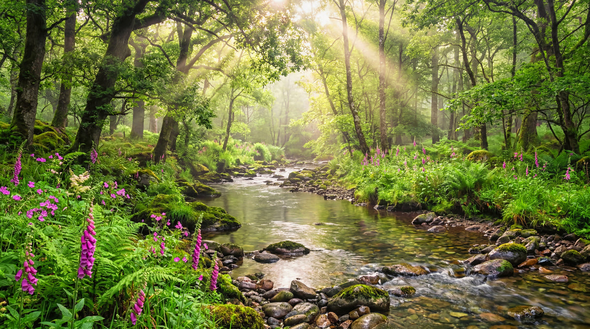 Sunlit Woodland Stream Wall Mural in your room — zoomed