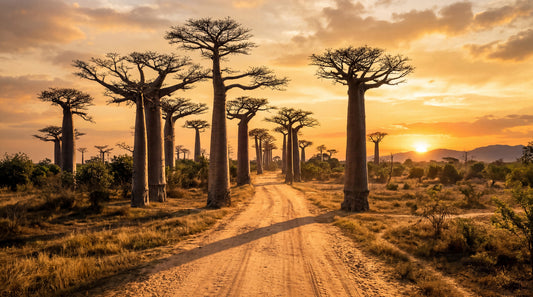 Golden Baobab Path Wall Mural