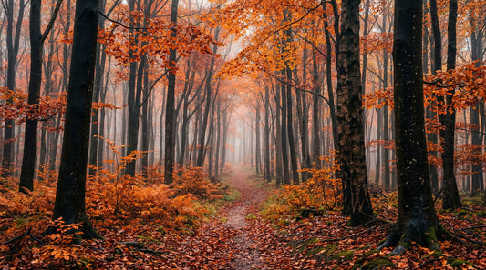 Misty Autumn Forest Path Wall Mural