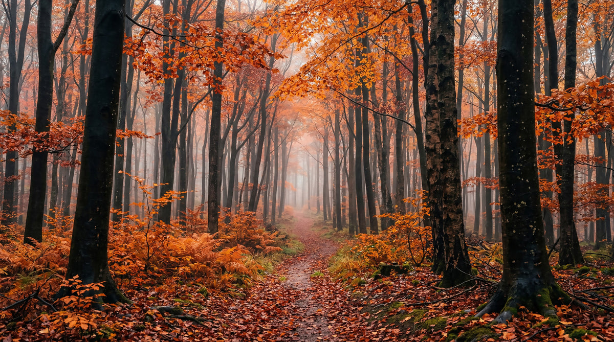 Misty Autumn Forest Path Wall Mural in your room — zoomed
