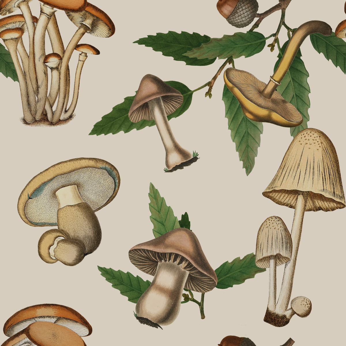 Ancient Forest Mushrooms and Acorns Wallpaper in your room — zoomed