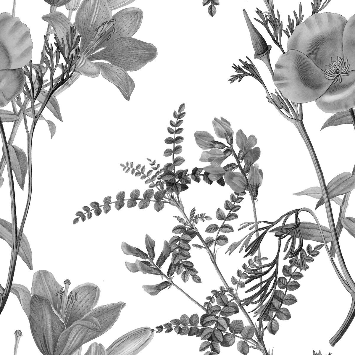 Grabado botánico monocromático Wallpaper⁠ in your room — zoomed
