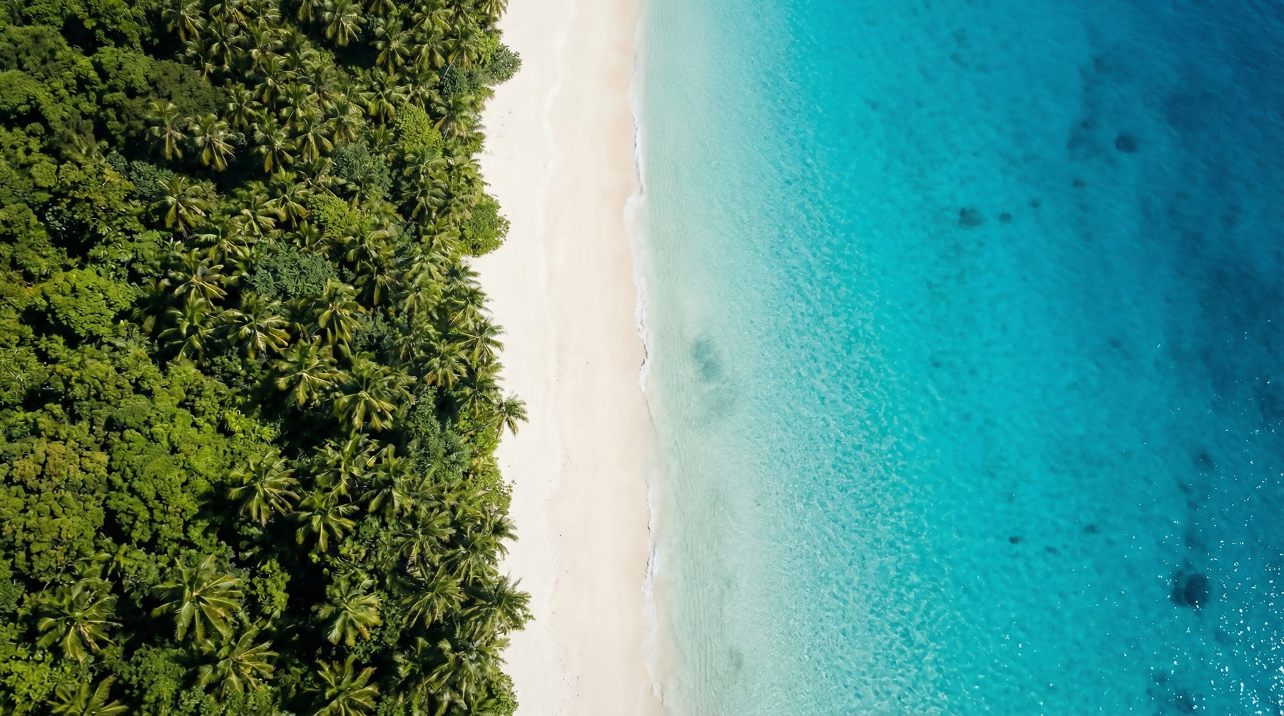 Tropical Shoreline Serenity Wall Mural