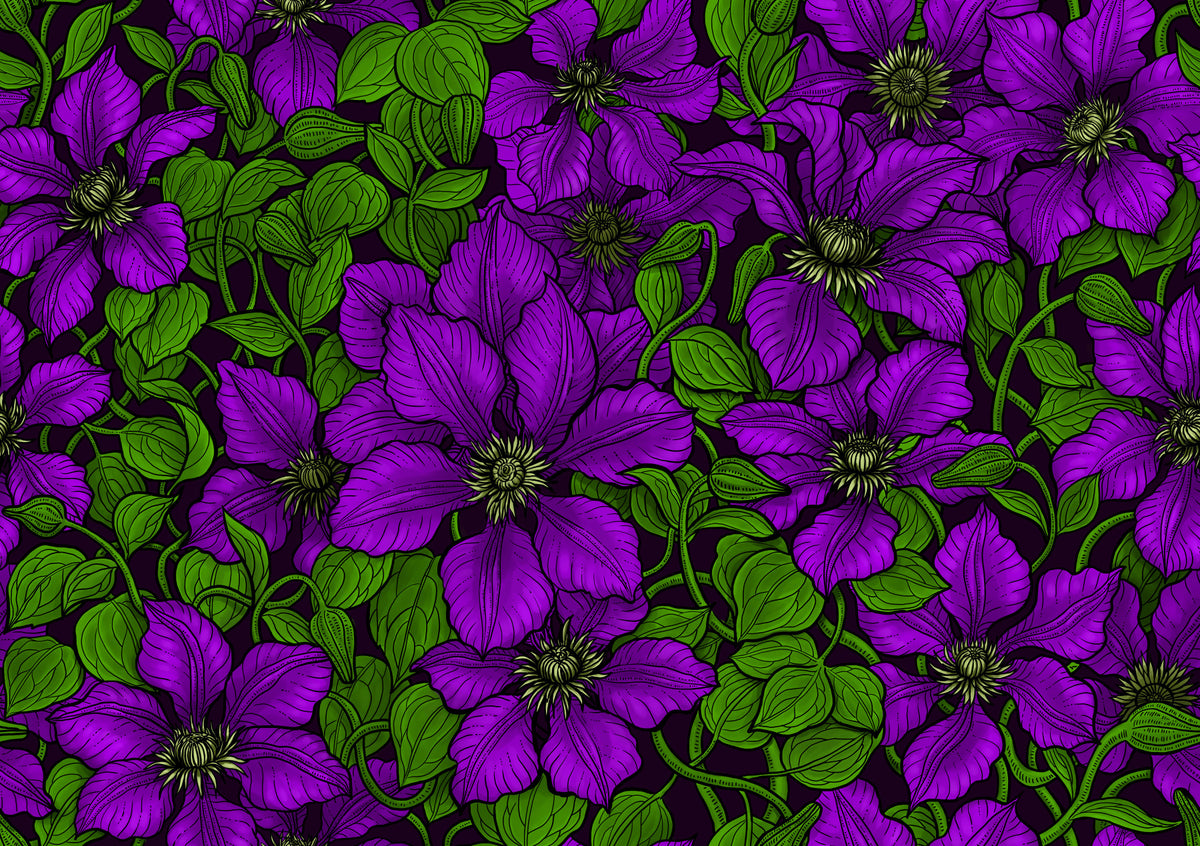 Purple Clematis vine Wallpaper⁠ in your room — zoomed
