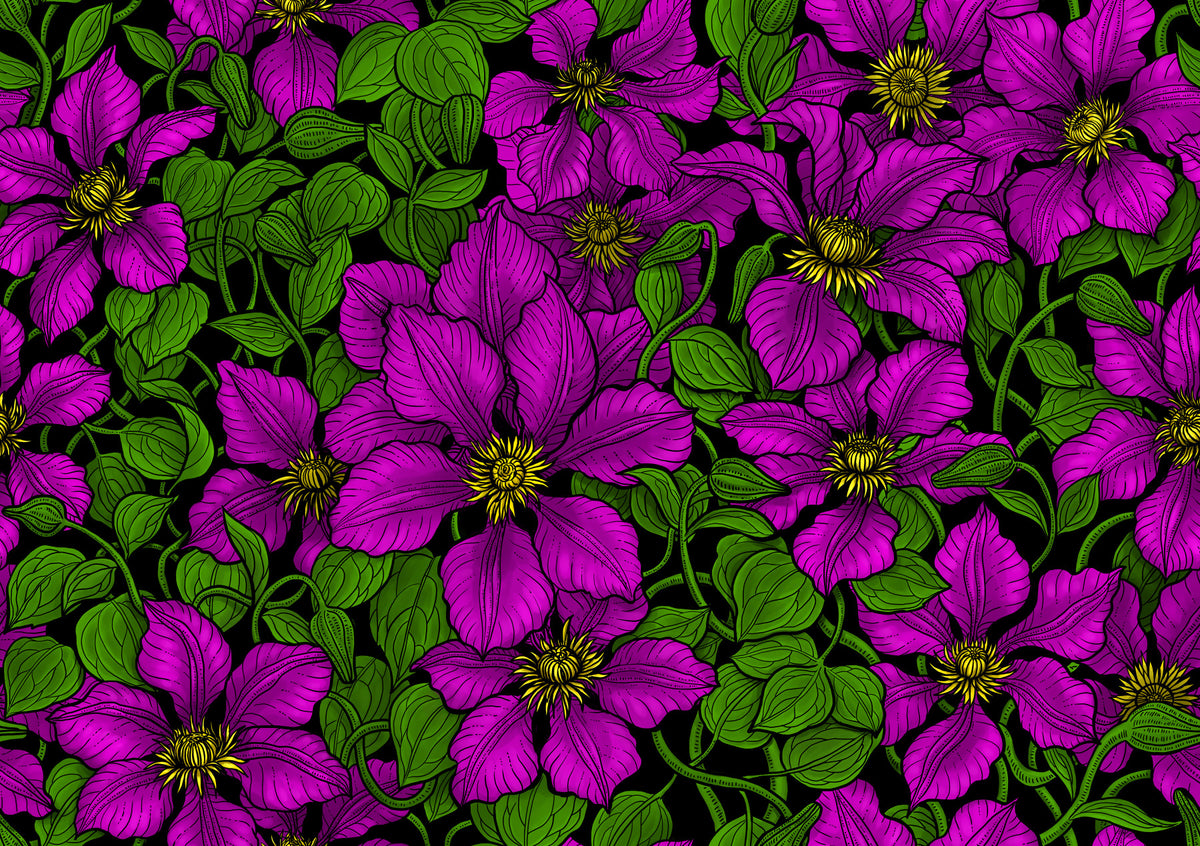 Pink Clematis vine Wallpaper⁠