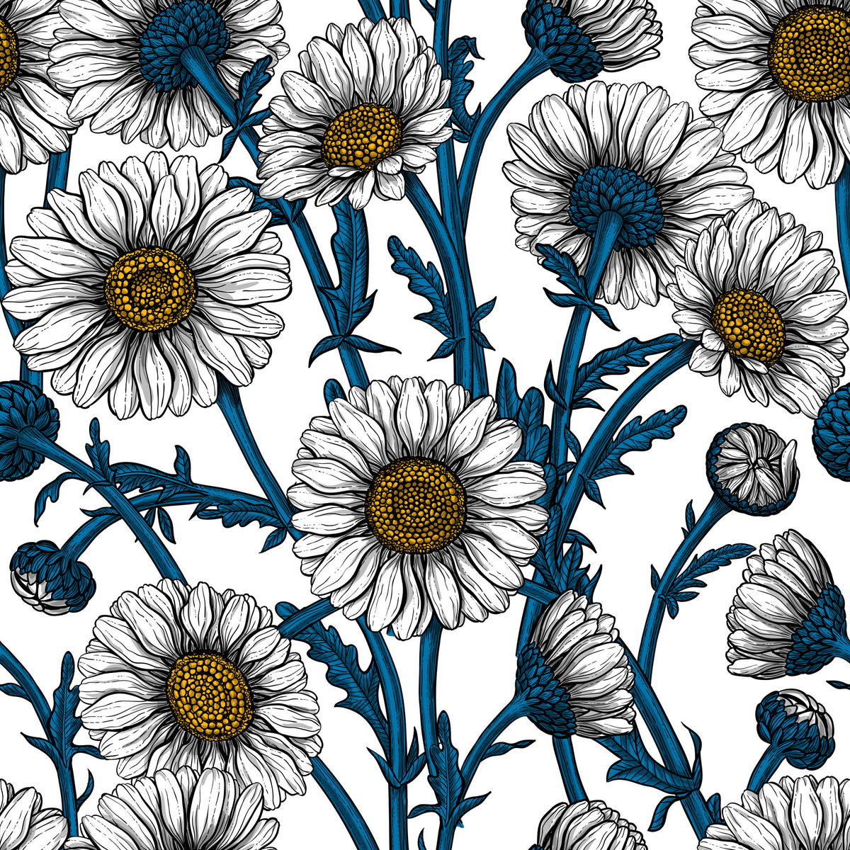 Daisies on white Wallpaper⁠