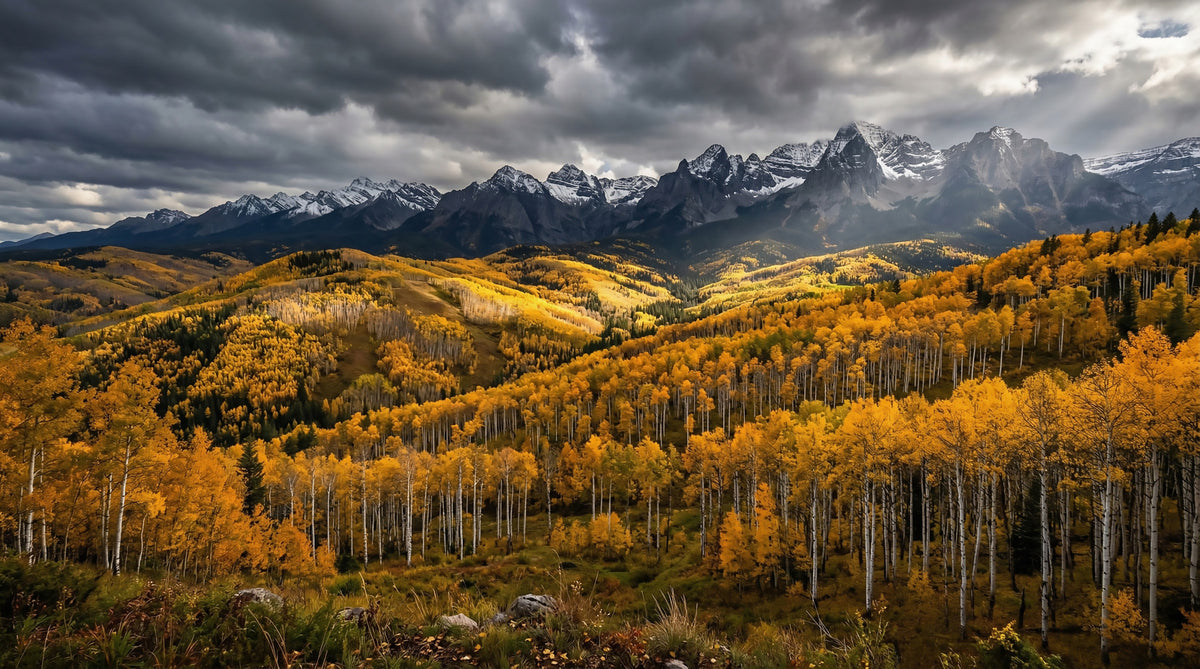 Autumn's Golden Embrace Wall Mural in your room