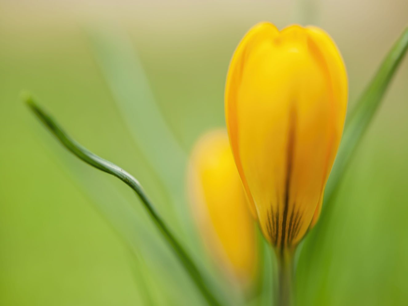 Golden Crocus Serenity Wall Mural